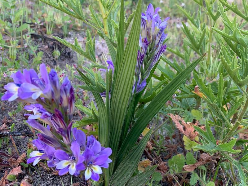 0 Bedroom Property for Sale in Piketberg Rural Western Cape